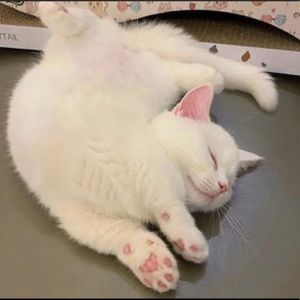 Meet your Posher, Sophia🥰